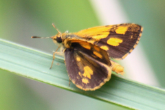 Ampittia dioscorides camertes