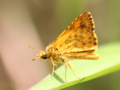 Ampittia dioscorides camertes