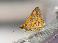 Ampittia dioscorides camertes