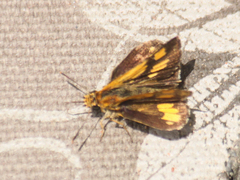 Ampittia dioscorides camertes