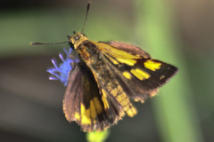 Ampittia dioscorides camertes