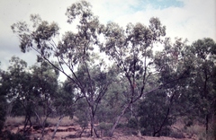 Eucalyptus persistens