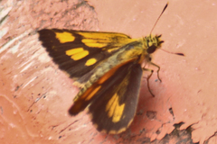 Ampittia dioscorides camertes