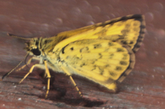 Ampittia dioscorides camertes