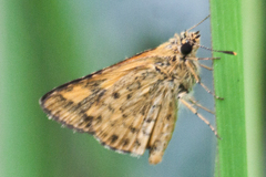 Ampittia dioscorides camertes
