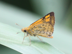 Ampittia dioscorides camertes