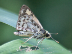 Ampittia dioscorides camertes