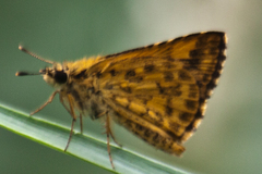 Ampittia dioscorides camertes