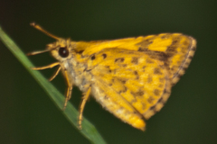 Ampittia dioscorides camertes
