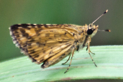 Ampittia dioscorides camertes