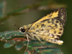 Ampittia dioscorides camertes