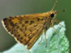 Ampittia dioscorides camertes