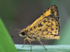 Ampittia dioscorides camertes