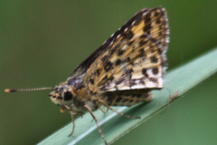 Ampittia dioscorides camertes