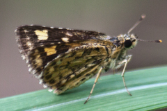 Ampittia dioscorides camertes