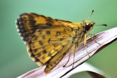 Ampittia dioscorides camertes