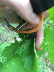 Crataegus schuettei