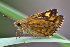 Ampittia dioscorides camertes