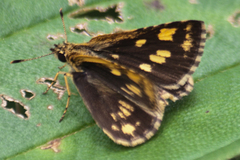 Ampittia dioscorides camertes