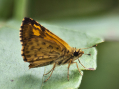 Ampittia dioscorides camertes