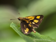 Ampittia dioscorides camertes