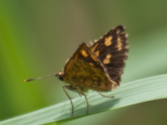 Ampittia dioscorides camertes