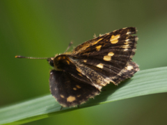 Ampittia dioscorides camertes