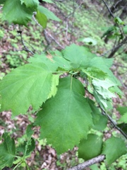 Crataegus schuettei