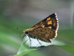 Ampittia dioscorides camertes