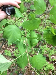 Crataegus schuettei