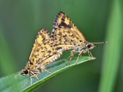 Ampittia dioscorides camertes