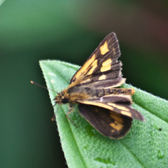 Ampittia dioscorides camertes
