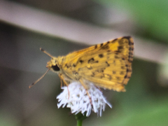 Ampittia dioscorides camertes