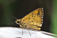 Ampittia dioscorides camertes