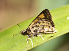 Ampittia dioscorides camertes