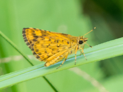 Ampittia dioscorides camertes