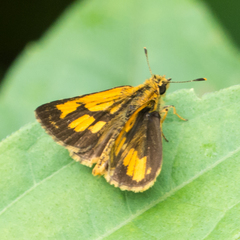 Ampittia dioscorides camertes