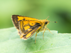Ampittia dioscorides camertes