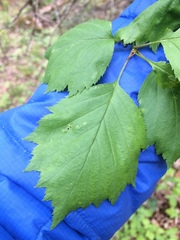 Crataegus schuettei