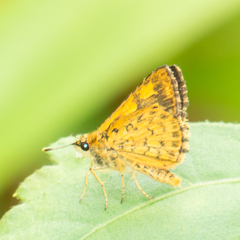 Ampittia dioscorides camertes