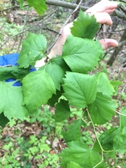 Crataegus schuettei