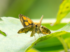 Ampittia dioscorides camertes