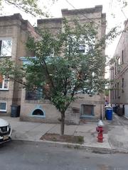 Zelkova serrata