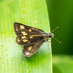 Ampittia dioscorides camertes
