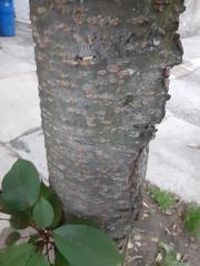 Zelkova serrata