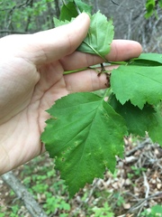 Crataegus schuettei
