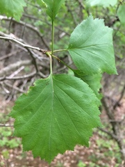 Crataegus schuettei
