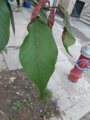 Zelkova serrata