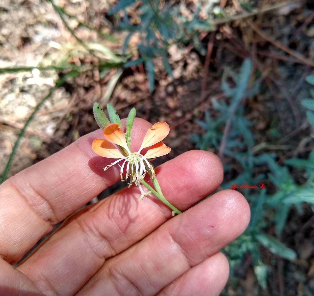 Scarlet Beeblossom