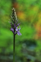 Dactylorhiza maculata